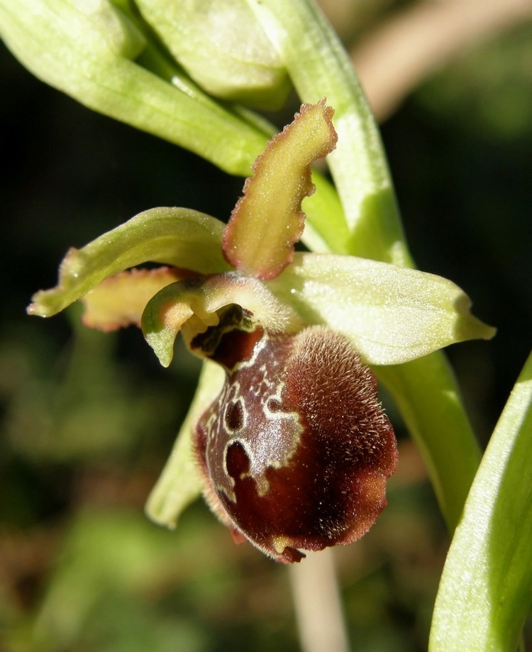 Ophrys sphegodes